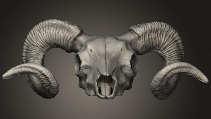 Anatomy of skeletons and skulls (ANTM_1276) 3D model for CNC machine
